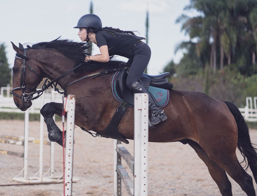 CWD Sattel 🐴: Erfahrungen und Tests