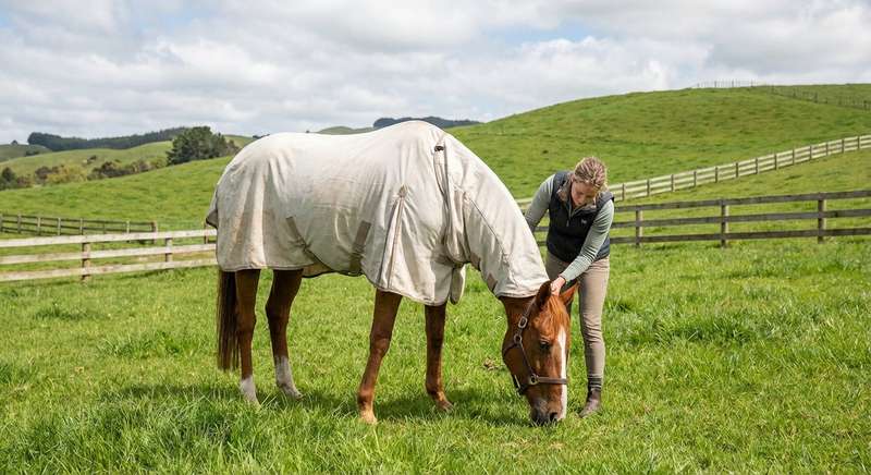 Ekzemerdecke Pferd Pflege Tipps
