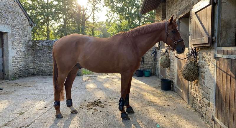 Fliegenbeinschutz Pferd Typen Vergleich