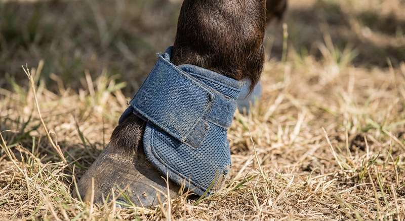 Fliegenbeinschutz Pferd anlegen richtig