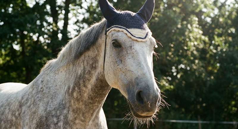 Fliegenhaube Pferd Typen Vergleich