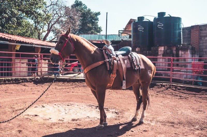 Fouganza Reitstiefel