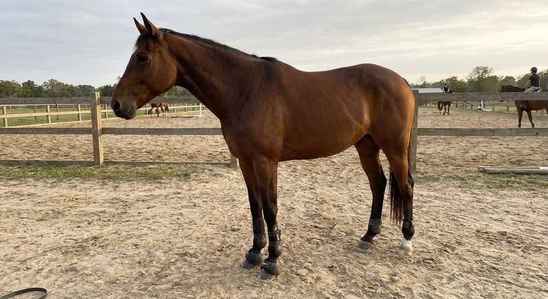 Gamaschen Typen Open Front Spring Stutzen