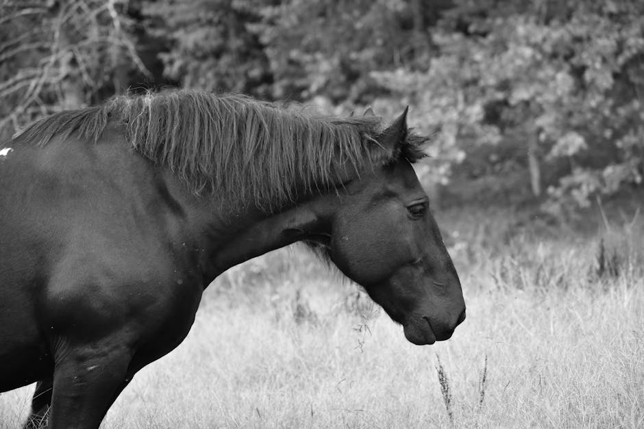 Geländegamaschen 🐴: Der ultimative Schutz für Ihr Pferd