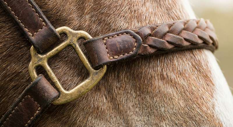 Halfter anpassen Nasenband Genick Kehl