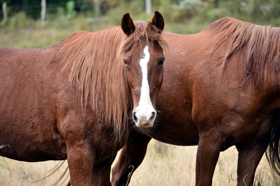 Krämer Northeim 🐴: Pferdepflege und Reitsportbedarf für jeden Bedarf