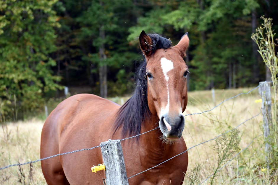 Pferd Decke 🐴: Alles, was Sie wissen müssen