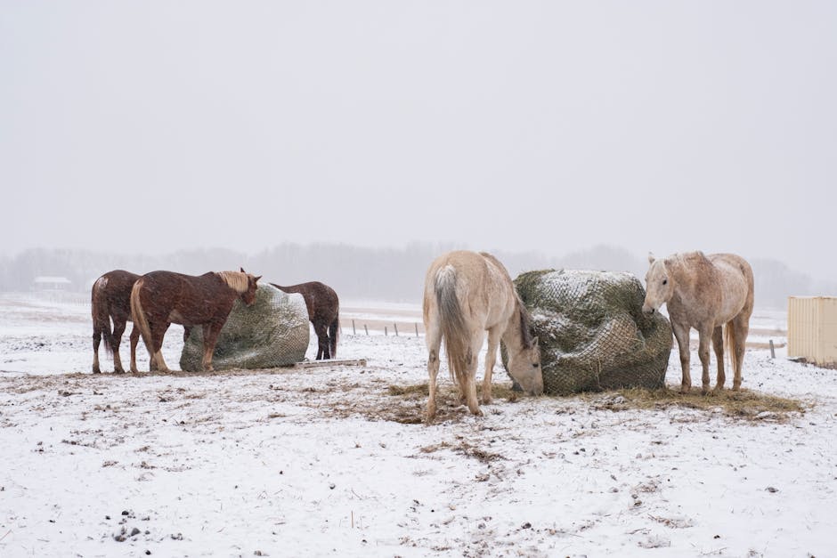 Pferdedecken Typen Überblick