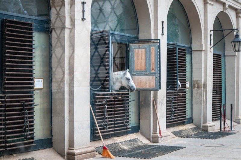 Pferdegebiss: Die ultimative Anleitung für Reiter 🐴💡