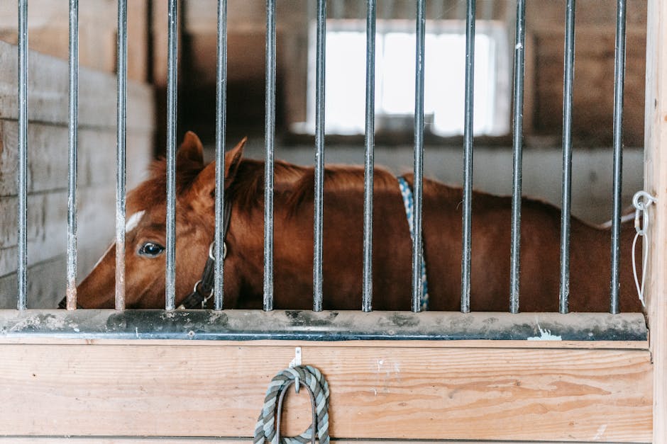 Reithelme: Die ultimative Anleitung für Sicherheit und Style 🐴