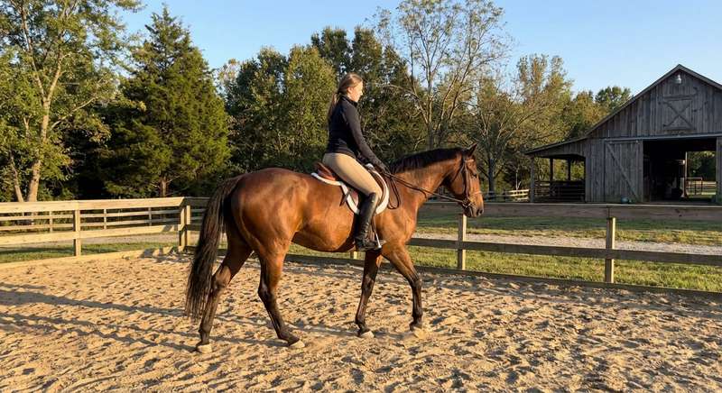 Reithose Schnitt Passform Besatz