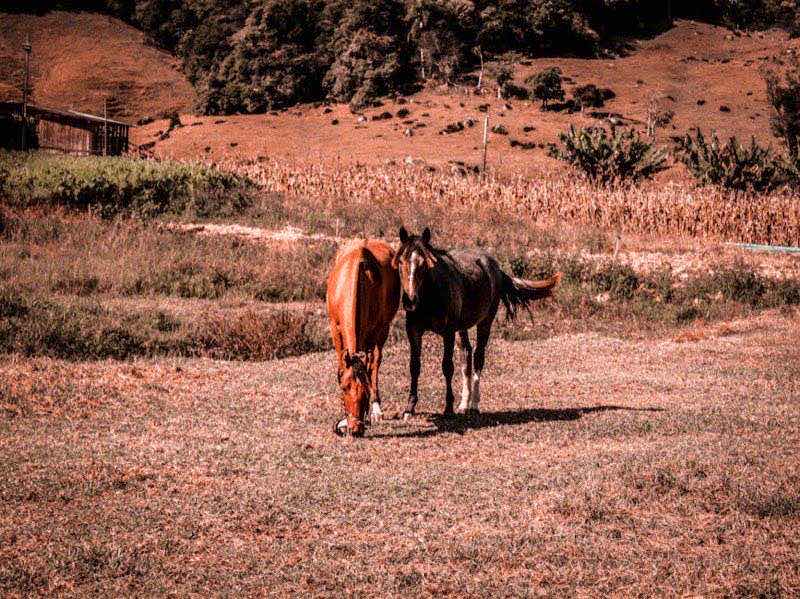 Reithosen für Damen