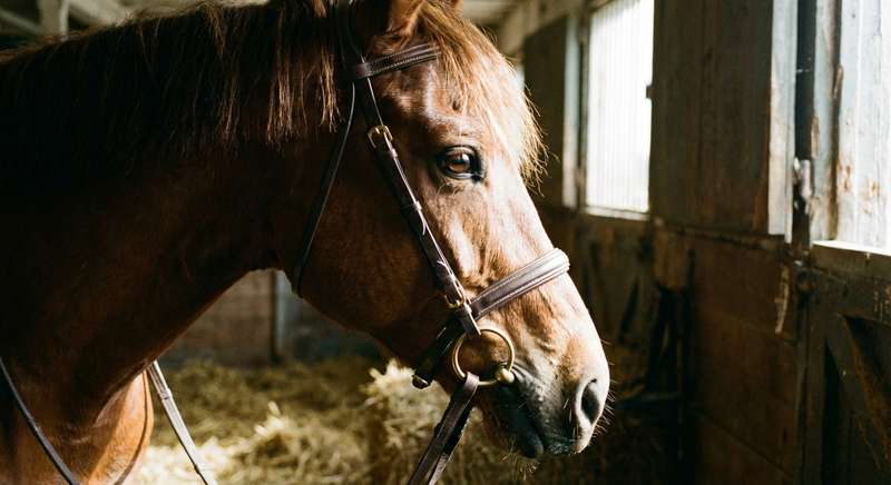 Anatomische Trense Aufbau Vorteile