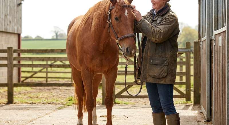 Trensen Marken Vergleich Empfehlung
